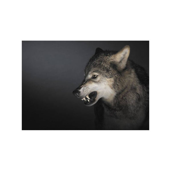 Tableau de Décoration Loup Lumineux Animaux Format Paysage Noir et Blanc